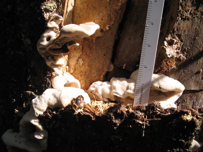 Fungo a mensola (Bjerkandera adusta)